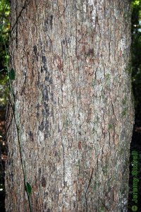Fagaceae Quercus stellata - post oak: Bark on a tree 16 inches in diameter at breast height.