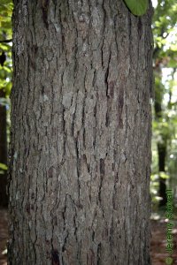 Fagaceae Quercus stellata - post oak: Bark on a tree 12 inches in diameter at breast height.
