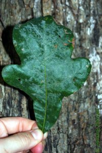 Fagaceae Quercus stellata - post oak: Leaf, alternate, simple, lobed, lobes often cross-shaped (cruciform).