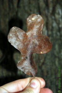 Fagaceae Quercus stellata - post oak: Leaf, alternate, simple, lobed, lobes often cross-shaped (cruciform).