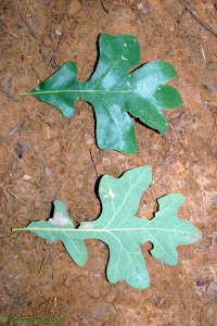 Fagaceae Quercus stellata - post oak: Leaf, alternate, simple, lobed, lobes often cross-shaped (cruciform).