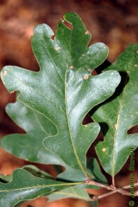 Fagaceae Quercus stellata - post oak: Leaf, alternate, simple, lobed, lobes often cross-shaped (cruciform).