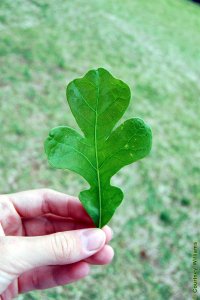 Fagaceae Quercus stellata - post oak: Leaf, alternate, simple, lobed, lobes often cross-shaped (cruciform).