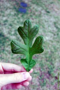 Fagaceae Quercus stellata - post oak: Leaf, alternate, simple, lobed, lobes often cross-shaped (cruciform).