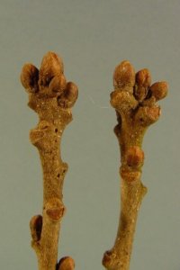 Fagaceae Quercus stellata - post oak: Twig showing alternate leaf arrangement, clustered rounded terminal buds.