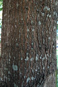 Fagaceae Quercus texana - Nuttall oak: Bark of a tree 10 inches in diameter at breast height.