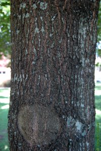 Fagaceae Quercus texana - Nuttall oak: Bark of a tree 10 inches in diameter at breast height.