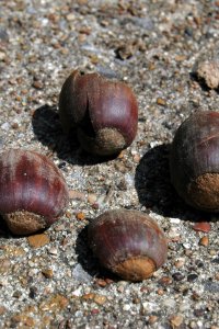 Fagaceae Quercus texana - Nuttall oak: Fruit, nuts with large, saucer-shaped caps that leave a light-colored scar on the purple-striped acorn.