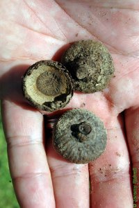 Fagaceae Quercus texana - Nuttall oak: Fruit, nuts with large, saucer-shaped caps that leave a light-colored scar on the purple-striped acorn.