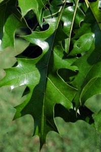 Fagaceae Quercus texana - Nuttall oak: Leaves, alternate, simple, lobes deep with bristle tips.