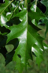 Fagaceae Quercus texana - Nuttall oak: Leaves, alternate, simple, lobes deep with bristle tips.