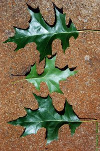 Fagaceae Quercus texana - Nuttall oak: Leaves, alternate, simple, lobes deep with bristle tips.