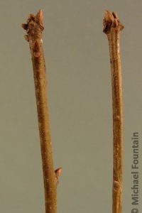 Fagaceae Quercus texana - Nuttall oak: Twigs showing alternate leaf arrangement, clustered terminal buds.