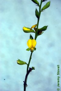Fabaceae Rhynchosia latifolia - broad-leaf snout-bean: Flower.
