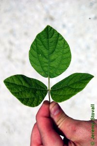 Fabaceae Rhynchosia latifolia - broad-leaf snout-bean: Leaf, alternate, trifoliately compound.