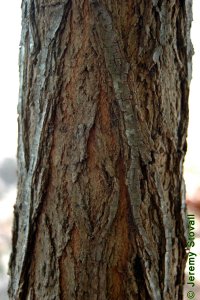 Fabaceae Robinia pseudoacacia - black locust: Bark on a tree 7 inches in diameter at breast height.  Bark is usually ropey and coarsely textured.