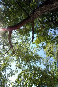Fabaceae Robinia pseudoacacia - black locust: Form of a medium sized tree growing on a forested edge.  Due to extreme shade intolerance black locust is rarely if ever found in forested interiors.