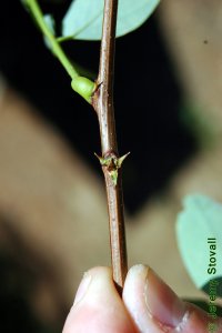 Fabaceae Robinia pseudoacacia - black locust: Twig showing alternate leaf arrangement and paired stipular spines.  Spines are common, but are not present on every specimen.