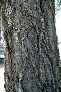 Salicaceae Salix babylonica - weeping willow: Bark of a tree 12 inches in diameter at breast height.