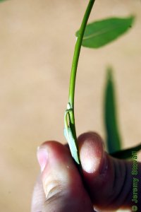 Salicaceae Salix babylonica - weeping willow: Twig showing alternate leaf arrangement and appressed lateral bud.  Twigs taste of aspirin when chewed.