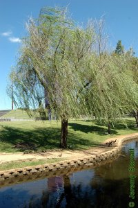Salicaceae Salix babylonica - weeping willow: Form of a medium sized tree grown in an urban landscape.  Note the drooping branches.