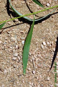 Salicaceae Salix babylonica - weeping willow: Leaf, alternate, simple, linear in shape.