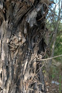 Salicaceae Salix nigra - black willow: Bark close-up of a tree 20 inches in diameter at breast height.  Twigs emerging directly from large branches or the trunk are common.