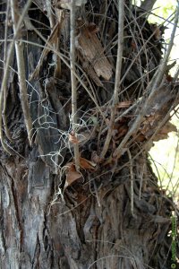 Salicaceae Salix nigra - black willow: Bark close-up of a tree 20 inches in diameter at breast height.  Twigs emerging directly from large branches or the trunk are common.