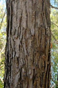 Salicaceae Salix nigra - black willow: Bark of a tree 10 inches in diameter at breast height.