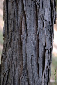 Salicaceae Salix nigra - black willow: Bark of a tree 8 inches in diameter at breast height.