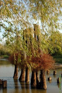 Salicaceae Salix nigra - black willow: Form, leaves overhanging a slough.  Note the yellow, straw-color of the branches.