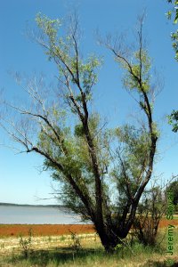 Salicaceae Salix nigra - black willow: Form of a medium sized tree during a drought.  Form is typically poor for this species.