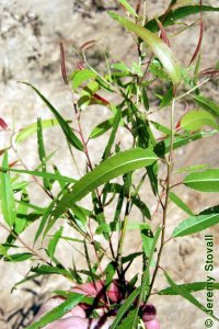 Salicaceae Salix nigra - black willow: Leaves, alternate, simple, linear.