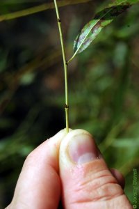 Salicaceae Salix nigra - black willow: Twig showing alternate leaf arrangement and appressed lateral buds.  Twig tastes like aspirin when chewed.