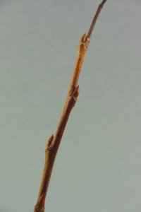 Salicaceae Salix nigra - black willow: Twig showing alternate leaf arrangement and appressed lateral buds.  Twig tastes like aspirin when chewed.