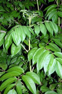 Caprifoliaceae Sambucus nigra ssp. canadensis - American black elderberry: Form, ranges from a small to large shrub common to wet sites.