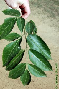 Caprifoliaceae Sambucus nigra ssp. canadensis - American black elderberry: Leaf, opposite, pinnately to bipinnately compound, racchis grooved.