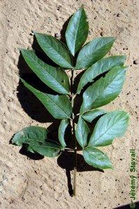Caprifoliaceae Sambucus nigra ssp. canadensis - American black elderberry: Leaf, opposite, pinnately to bipinnately compound, racchis grooved.