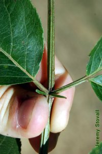 Caprifoliaceae Sambucus nigra ssp. canadensis - American black elderberry: Leaf, opposite, pinnately to bipinnately compound, rachis grooved.