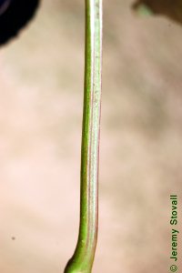 Caprifoliaceae Sambucus nigra ssp. canadensis - American black elderberry: Petiole, grooved.