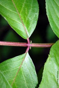 Caprifoliaceae Sambucus nigra ssp. canadensis - American black elderberry: Leaf, opposite, pinnately to bipinnately compound, racchis grooved, stipules apparent on racchis.