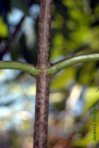 Caprifoliaceae Sambucus nigra ssp. canadensis - American black elderberry: Twig showing opposite leaf arrangement, lenticels.