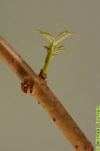 Caprifoliaceae Sambucus nigra ssp. canadensis - American black elderberry: Twig showing opposite leaf arrangement, lenticels.