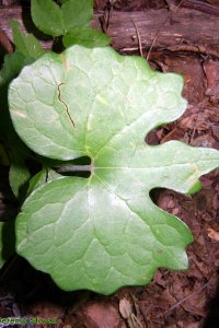 Papaveraceae Sanguinaria canadensis - bloodroot: Leaf, forb.