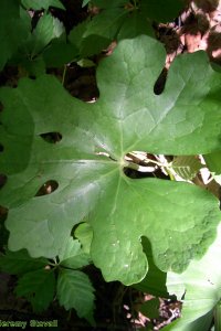 Papaveraceae Sanguinaria canadensis - bloodroot: Leaf, forb.