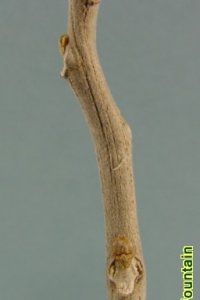 Sapindaceae Sapindus saponaria - soapberry: Twig showing alternate leaf arrangement, large often 3-lobed leaf scars, and fuzzy white buds.