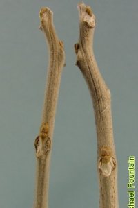 Sapindaceae Sapindus saponaria - soapberry: Twig showing alternate leaf arrangement, large often 3-lobed leaf scars, and fuzzy white buds.