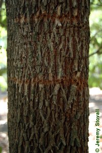 Sapotaceae Sideroxylon lanuginosum - chittamwood: Bark of a tree 5 inches in diameter at breast height showing characteristic anastomosing pattern (ridges forming diamond pattern).