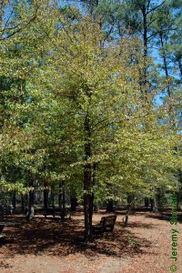 Sapotaceae Sideroxylon lanuginosum - chittamwood: Form, a small tree.