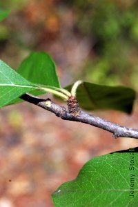 Sapotaceae Sideroxylon lanuginosum - chittamwood: Leaf, alternate, simple, compound, elliptical to obovate, margins entire, typically fuzzy, often found on short shoots.